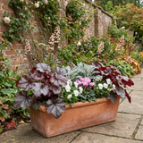 Set of 3 or 6 Heuchera Palace Purple Coral Bells Plants, Hardy Evergreen Perennial, Shade Tolerant Garden Plants, Outdoor Garden Ready, 1 Litre Root-Ball