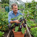 Set of 3 or 6 Large Plants - Grow Your Own Aubergine Galine, Outdoor Garden Ready