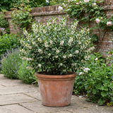 1 Osmanthus Burkwoodii Plant, Hardy Fragrant Evergreen Hedge Shrub, Garden Ready, 3 Litre Root Ball