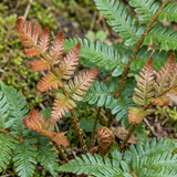 Set of 3 or 6 Japanese Shield Fern Dryopteris Erythrosora Prolifica, Hardy Shade Perennial Plants, 1 Litre Root Ball