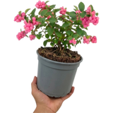 1 Large Plant - Symphoricarpos Magical Candy, Outdoor Garden Ready, 3L Pot