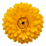 Set of 3 or 6 Garden Ready Plants – Calendula ‘Fiesta Yellow’, Ready to Plant