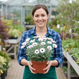 Set of 3 or 6 Rhodanthemum ‘Casablanca’ Hardy Perennial Moroccan Daisy Plants, White Flowering, Outdoor Garden Ready, 1 Litre Root-Ball