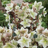 Hellebore Winter Sunshine