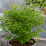 3 Litre Green Leaf Acer Tree, Nursery Pots, Outdoor Garden