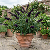 1 Buddleia Black Knight Plant, Purple Butterfly Bush, Hardy Outdoor Garden Shrub, 2L Root-Ball