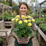 1 Trollius Lemon Queen Globeflower Plant, Spring Flowering Yellow Hardy Perennial, 17cm Root-Ball