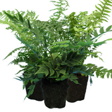 Fern Mix - Shield Fern, Holly Fern, Male Fern