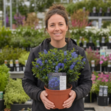 1 Large Plant - Ceanothus Pugets Blue, Ready to Plant in Your Garden, 2L Pot