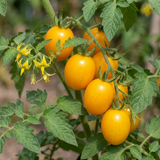 Set of 3 or 6 Premium Grafted Stargold Cherry Tomato Plants, Sweet Golden Fruit, Outdoor Garden Ready, 1L Root Ball
