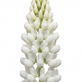 Set of 3 or 6 Hardy Lupin Legendary White Perennial Plants, Bee Friendly Cottage Garden Lupins, 1 Litre Root Ball