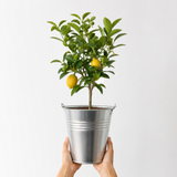 5Ltr Meyer Lemon Citrus Tree, Nursery Pots, Fruiting