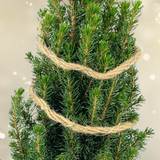 Christmas tree in sack with lights