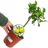 Mini Keffir Lime
