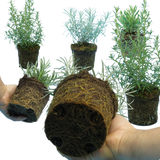 Aromatic Collection - Lavender, Helicrysum (curry plant), Rosemary