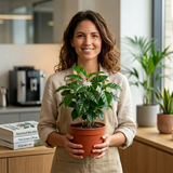 3 Coffee House Houseplant Collection - Coffea Arabica, Ficus Robusta & Peperomia Variegated, 1 Litre Root Ball