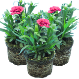 Set of 3 or 6 Large Plants - Dianthus Oscar Purple Wings, Outdoor Garden Ready