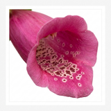 1 Digitalis Hanabee Deep Rose Foxglove Plant, Bee Friendly Hardy Perennial, 3 Litre Root Ball