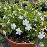 1 Vinca Minor Gertrude Jekyll Plant, Hardy Evergreen Periwinkle Ground Cover, 17cm Root-Ball