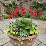 Set of 3 or 6 Geum Mrs Bradshaw Hardy Perennial Plants, Scarlet Red Double Cottage Garden Flowers, Outdoor Garden Ready, 1 Litre Root-Ball