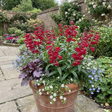 Set of 3 or 6 Penstemon Red Hardy Perennial Plants, Bee Friendly Summer Flowering, Outdoor Garden Ready, 1 Litre Root-Ball
