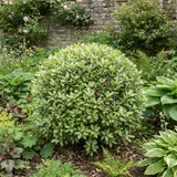1 Pittosporum Golf Ball Evergreen Shrub, Hardy Low Maintenance Outdoor Garden Plant, 3 Litre Root-Ball