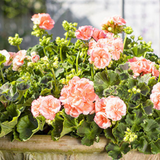 Set of 3 or 6 Large Plants - Geranium Zonale Rosebud Astrid, Ready to Plant in Your Garden