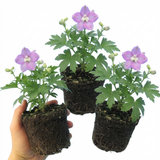 Set of 3 or 6 Delphinium Lilac Rose White Bee Hardy Perennial Plants, Summer Flowering Cottage Garden Plants, Outdoor Garden Ready, 1 Litre / 11cm Root-Ball