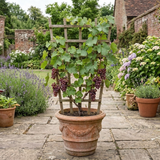 1 Vitis Strawberry Wine Grape Vine Plant, Hardy Outdoor Garden Ready, 3 Litre Root-Ball