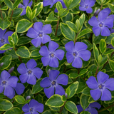 Vinca Ralph Shugert