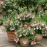 Set of 3 or 6 Large, Garden Ready Plants - Fuchsia Bella Lisa (Pink & White)