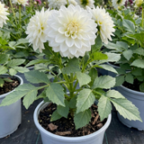 1 Dahlia Maggiore White Live Plant, Summer Flowering Outdoor Garden Ready, 3 Litre Root Ball