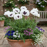 Set of 3 or 6 Papaver Orientale Royal Wedding Poppy Plants, Hardy Perennial, Outdoor Garden Ready, 1 Litre Root-Ball