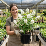 1 Philadelphus Snowbelle Mock Orange Plant, Fragrant Hardy White Flowering Garden Shrub, 3L Root-Ball