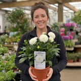 1 Large Plant - Dahlia Dahlegria White, Ready to Plant in Your Garden, 3L Pot