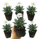 Set of 3 or 6 Leucanthemum Madonna White Shasta Daisy Plants, Hardy Perennial, 11cm or 1L Root Ball