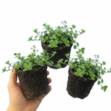 Set of 3 or 6 Veronica Repens Creeping Speedwell Plants, Hardy Flowering Perennial Ground Cover, Outdoor Garden Ready, 1 Litre / 11cm Root-Ball