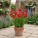 1 Freesia Red River Plant, Hardy Fragrant Perennial, Outdoor Garden Ready, 17cm Root-Ball