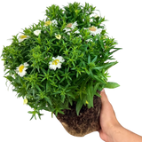 Aster Alpha White