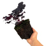 Heuchera Obsidian