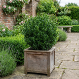 1 Euonymus Microphyllus Evergreen Hedge Plant, Hardy Low Maintenance Garden Shrub, 17cm Root-Ball
