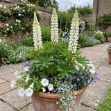Set of 3 or 6 Hardy Lupin Legendary White Perennial Plants, Bee Friendly Cottage Garden Lupins, 1 Litre Root Ball