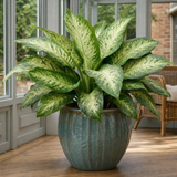 Dieffenbachia Camilla Variegated Dumb Cane, Indoor Houseplant, 12cm Pots