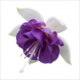 1 Fuchsia Dollar Princess Hardy Perennial Flowering Plant, Outdoor Garden Ready, 3 Litre Root-Ball