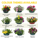7 Colour Coordinated Plants - Brilliant Bling Theme Speedplanter, Garden Ready