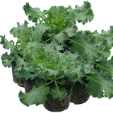 Ornamental Cabbage Red
