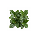 1 Viburnum Tinus Gwenllian Plant, Evergreen Flowering Hardy Garden Shrub, 19cm/3L Root Ball