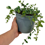 Vinca Ralph Shugert