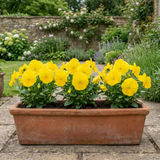 3 Pansy Delta Pro Clear Yellow Plants, Frost Hardy Winter & Spring Flowering, 3Ltr Root-Ball