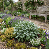 Set of 3 or 6 Salvia officinalis ‘Berggarten’ Sage Herb Plants, Hardy Perennial Culinary Herb, Outdoor Garden Ready, 1 Litre Root-Ball